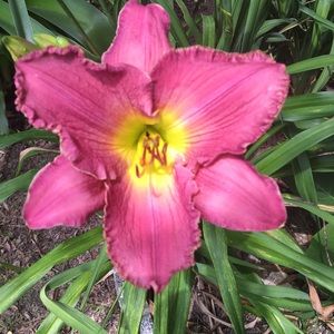 Meet your Posher, Joanna